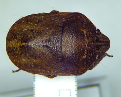 Psacasta exanthematica