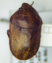 Psacasta exanthematica