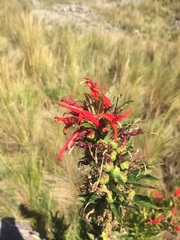 Siphocampylus foliosus