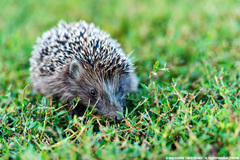 Erinaceus roumanicus