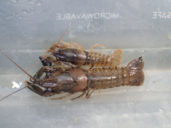 Faxonius erichsonianus