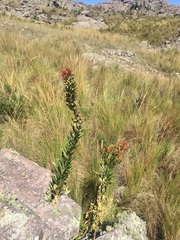 Siphocampylus foliosus