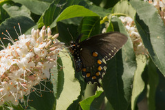 Battus philenor hirsuta