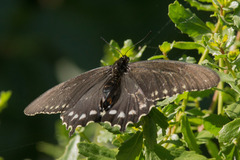 Battus philenor hirsuta
