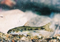 Gobio gobio
