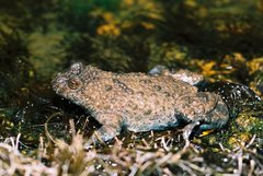 Bombina variegata variegata