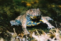 Bombina variegata variegata