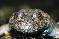 Bombina variegata variegata