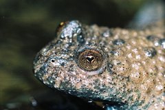 Bombina variegata variegata