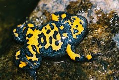 Bombina variegata variegata