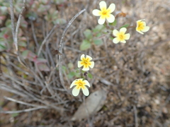 Zaluzianskya pusilla
