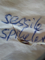 Andropogon schirensis