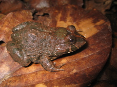 Hydrolaetare caparu