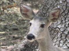 Odocoileus virginianus carminis