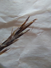 Andropogon schirensis