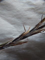 Andropogon schirensis