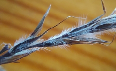 Andropogon schirensis