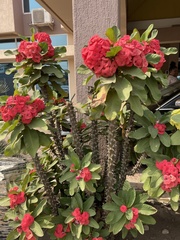 Euphorbia