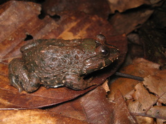 Hydrolaetare caparu