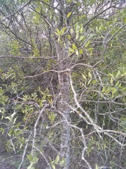 Aspidosperma quebracho-blanco