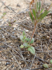 Zaluzianskya pusilla