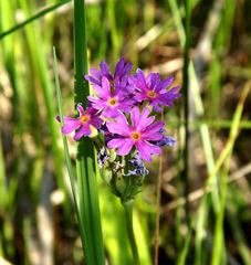 Primula longiscapa