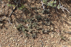 Trichodiadema olivaceum