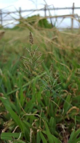 Sporobolus coromandelianus