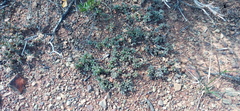Trichodiadema olivaceum