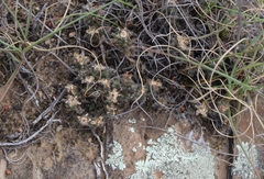 Trichodiadema olivaceum