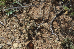 Trichodiadema olivaceum