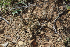 Trichodiadema olivaceum