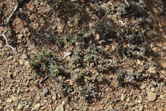 Trichodiadema olivaceum
