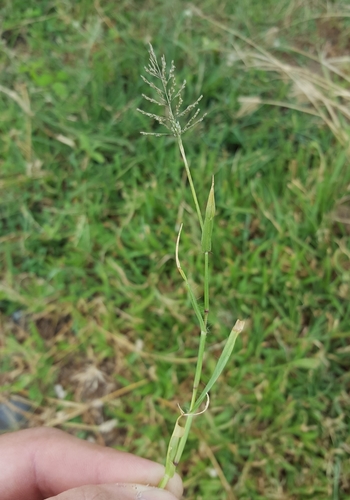 Sporobolus coromandelianus