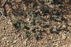 Trichodiadema olivaceum