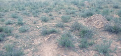 Trichodiadema olivaceum