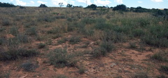 Trichodiadema olivaceum