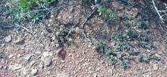 Trichodiadema olivaceum