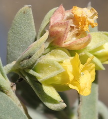 Hermannia lavandulifolia