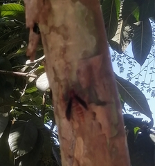 Polistes mexicanus
