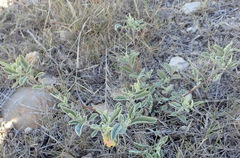 Hermannia lavandulifolia