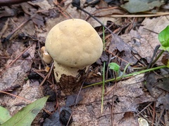 Lycoperdon flavotinctum