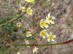 Zaluzianskya pusilla
