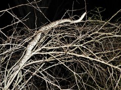 Acrantophis dumerili