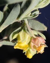 Hermannia lavandulifolia