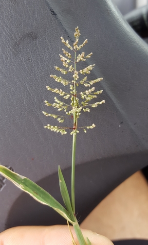 Sporobolus coromandelianus