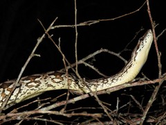Acrantophis dumerili