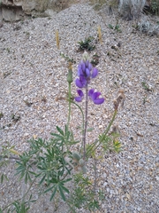 Lupinus