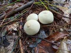 Lycoperdon flavotinctum