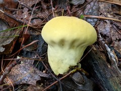 Lycoperdon flavotinctum